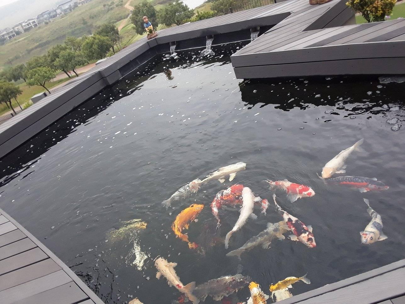 Koi Pond